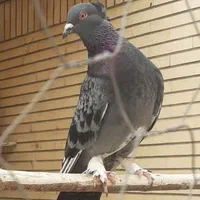 کفتر نر مست کاکلی|پرنده|اصفهان, اشکاوند|دیوار