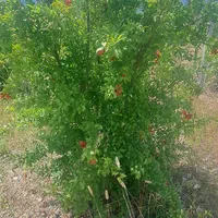 باغ انار
