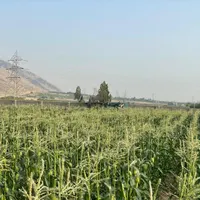 استخدام کارگر متخصص کشاورزی