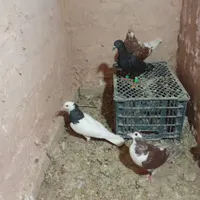 کبوتر|پرنده|سبزوار, جهاد کشاورزی|دیوار
