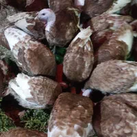 خرید و فروش انواع بوقلمون|حیوانات مزرعه|اصفهان, رهنان|دیوار