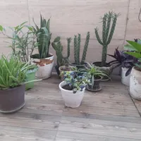 گل طبیعی|گل و گیاه طبیعی|رشت, نظری|دیوار