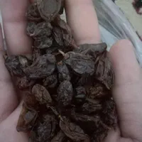 فروش عمده مویز|عمده‌فروشی|شیراز, کاراندیش|دیوار