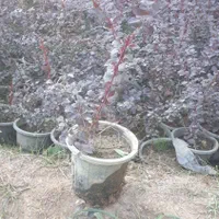 گل رزشک زینتی