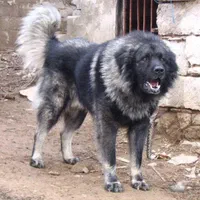 سگ جوان آموزش دیده ،نترس و نگهبانی بدون ضعف|سگ|تهران, ارم|دیوار