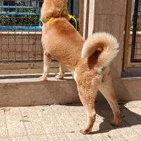 فروش سگ آکیتا ژاپنی اصیل|سگ|تهران, اختیاریه|دیوار