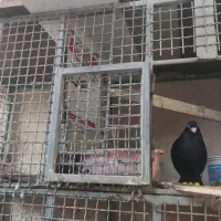 قفس پرنده|لوازم جانبی حیوانات|اصفهان, کوی امیریه|دیوار