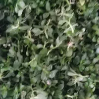 خدمات سبزی خورشتی آشی وپیاز وترش واش خدمت|خدمات پذیرایی، مراسم|رودبنه, |دیوار