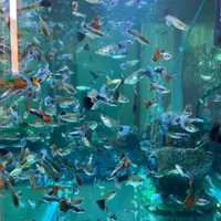 انواع ماهی گوپی|ماهی|سمنان, |دیوار