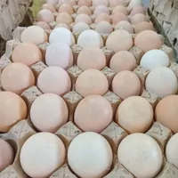 پخش مرغ اردک غاز بوقلمون بلدرچی.ن و ...|خوردنی و آشامیدنی|زنجان, |دیوار