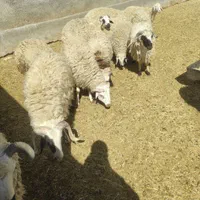 بره گوسفند زنده بومی|عمدهفروشی|شاهینشهر, شهرک گلدیس|دیوار