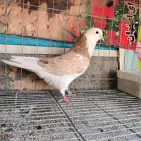 نر شازده هما سرور|پرنده|اصفهان, فروردین|دیوار