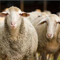 غرفه‌گوسفندبهداشتی وپلاک دامپزشکی کم چربی