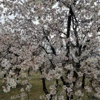 فروش خانه ویلایی ۸۰ متری ۱ خوابه در تاچارا|فروش خانه و ویلا|شیراز, تاچارا|دیوار