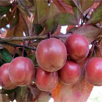 نهال گوجه قرمز آمریکایی (sabzevarnahalw)|گل و گیاه طبیعی|سبزوار, کهنه آب|دیوار