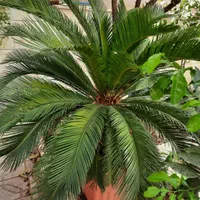 سیکاس ۱۸ ساله|گل و گیاه طبیعی|تهران, مجیدیه|دیوار