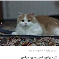 گربه پرشین اصیل بدون میکس|گربه|خلخال, |دیوار