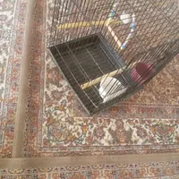 قفس بزرگ محکم و عروس هلندی عالی|پرنده|ابهر, |دیوار
