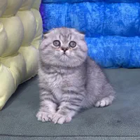 بچه گربه های خوجل موجل|گربه|کرج, باغستان|دیوار