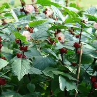 چای ترش|خوردنی و آشامیدنی|رشت, پاستوریزه|دیوار