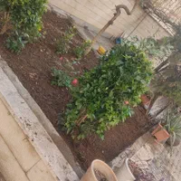 باغبانی سم پاشی سوسک ساس گلکاری هرس تعویض گلدان|خدمات باغبانی و درختکاری|تهران, تجریش|دیوار