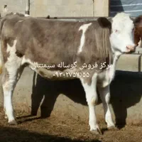 مرکز صادرات گوساله سیمینتال|حیوانات مزرعه|بردسیر, |دیوار
