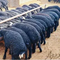 بره جوان چاق و پروار