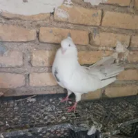 کبوتر|پرنده|کرمانشاه, |دیوار