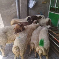 برهنر برای کشتار و میش و شیشک و بز|حیوانات مزرعه|بروجرد, |دیوار