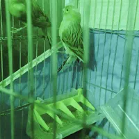 قناری اگات نروماده 1جفت ویک جفت نروماده رسمی|پرنده|محمدشهر, |دیوار