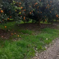 ( باغ پرتغال ۳۲۰متری )شمال آب و شخصی|فروش زمین و ملک کلنگی|قائم‌شهر, |دیوار
