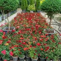 خدمات حرفه‌ای باغبانی و فضای سبز