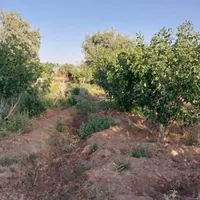زمین باغی با درختان پسته بارده وسند|فروش زمین و ملک کلنگی|اصفهان, گورت|دیوار