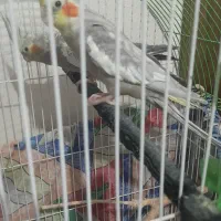 عروس هلندی بالغ