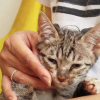 بچه گربه