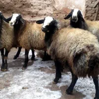 گوسفند قربانی در همدان
