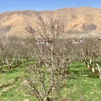 فروش زمین باغ ۳۳۰ متری جابان دماوند سندتک برگ|فروش زمین و ملک کلنگی|دماوند, |دیوار