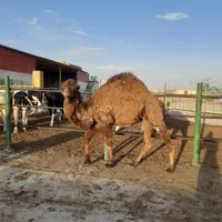 ۳نفر شتر بغور|حیوانات مزرعه|اصفهان, آبشار|دیوار