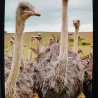 جوجه شترمرغ وجوجه شترمرغ واکسینه شده|حیوانات مزرعه|کرمان, |دیوار