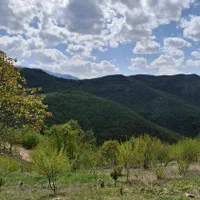 سوئیت جنگلی کلیبر