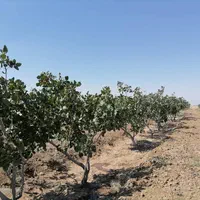 فروش ۲ هکتار باغ پسته 10 ساله در نیشابور|فروش دفتر صنعتی، کشاورزی، تجاری|تهران, کن|دیوار