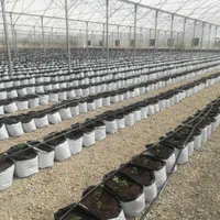 بستر جای گزینه کوکوپیت گلخانه گلهای آپارتمانی|خدمات باغبانی و درختکاری|تهران, تهرانسر شرقی|دیوار