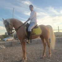 اموزش سوارکاری صفر تا 100