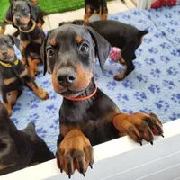 پرورش ژرمن- رتوایلر -دوبرمن و کنکورسو ۶۰ روزه|سگ|اهواز, کیانپارس |دیوار