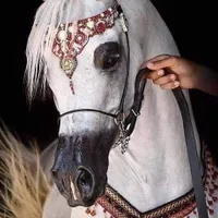 آموزش سوارکاری اسب سواری در تاکستان|خدمات آموزشی|تاکستان, |دیوار