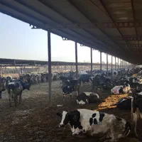 کارگر شیردوش گاوداری صنعتی با جای خواب بیمه عیدی|استخدام صنعتی، فنی، مهندسی|اسلام‌شهر, شاطره|دیوار