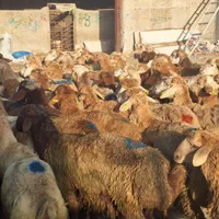 گوسفند زیرنظرشهرداری قلم شهرک یاس زنده باغستان|حیوانات مزرعه|کرج, شهرک یاس جنوبی|دیوار