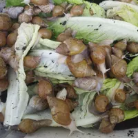 حلزون البینو