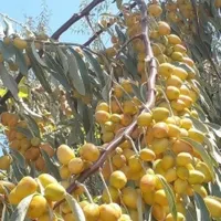 نهال های سنجد حاج حسینی گلدانی آماده کاشت