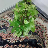 ۴عدد گل پتوس سانسوریا اگلونما زیر قیمت|گل و گیاه طبیعی|تهران, طیب|دیوار